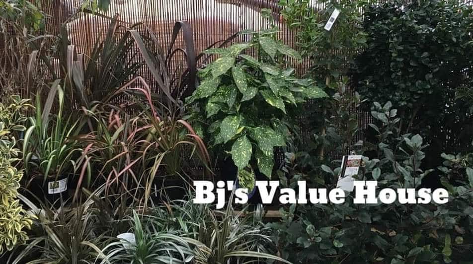 Lush indoor plants at Bj's Value House